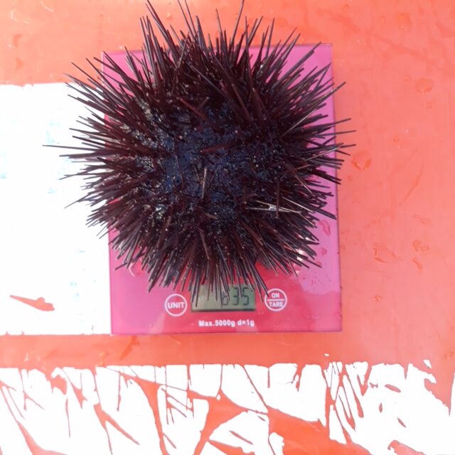 urchin